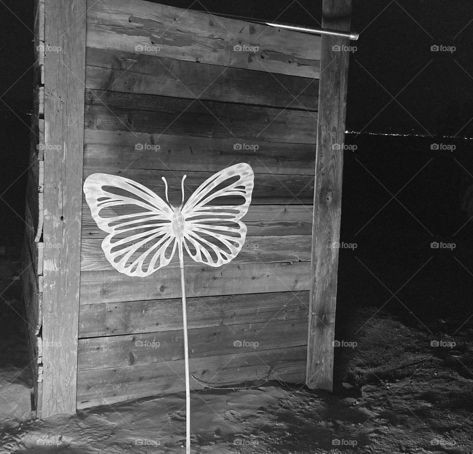 A Butterfly 