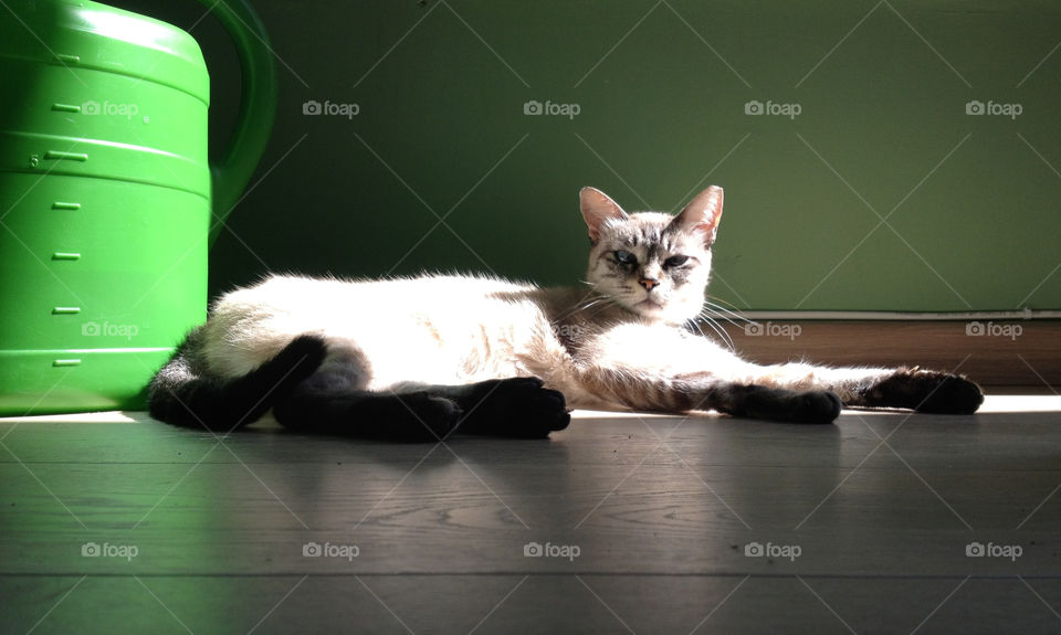 Cat, Kitten, Portrait, Cute, Pet