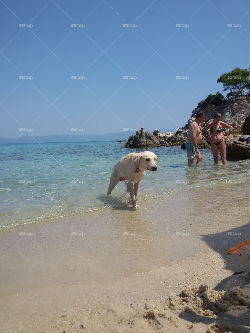 White dog on a sand beach