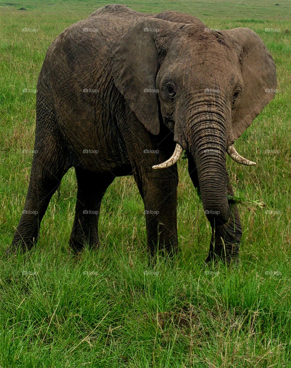 Baby elephant