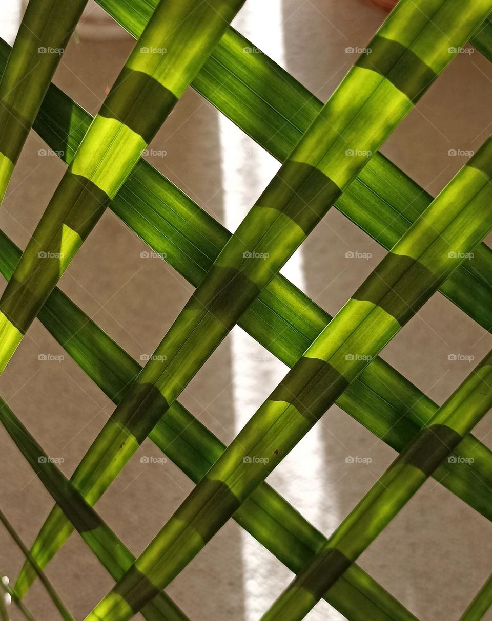 green leaves palm 🌴 house plant beautiful texture in sunlight