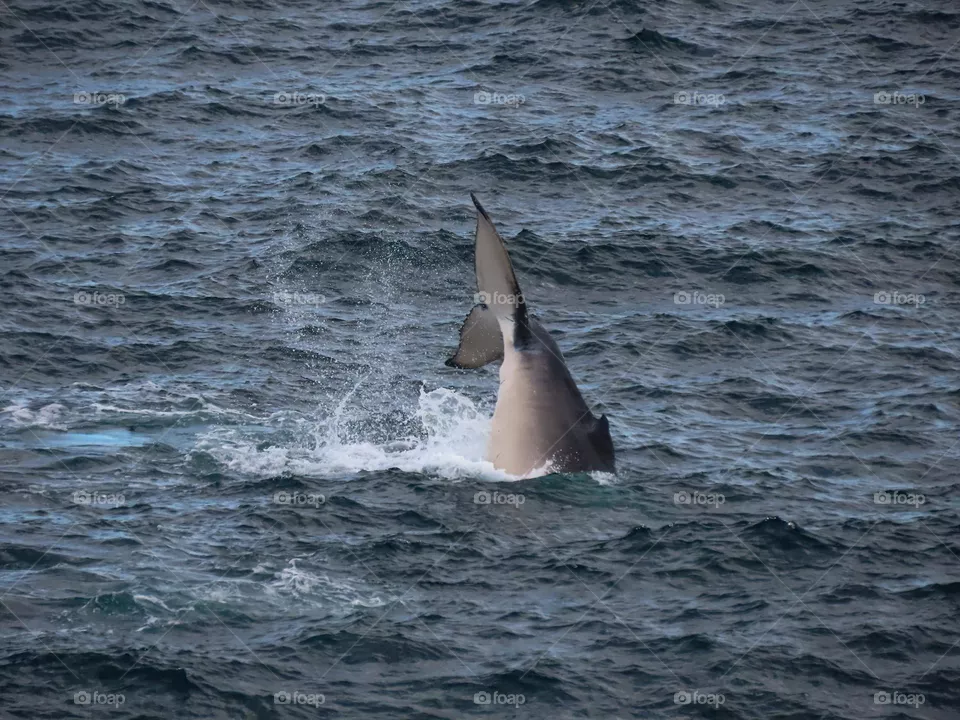 Whale 