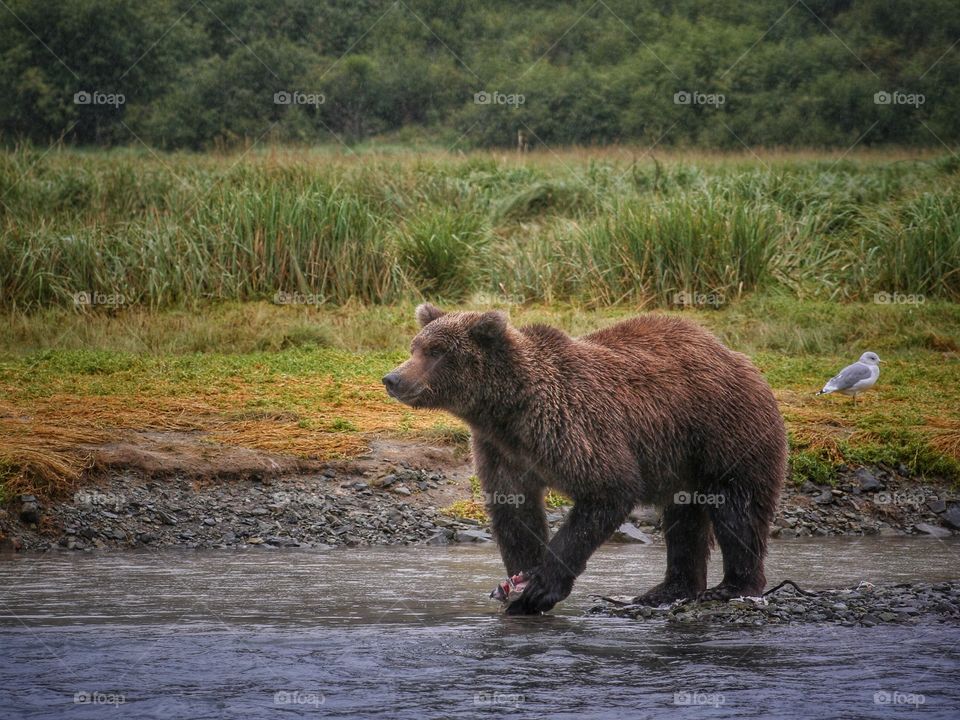 Bear in the Forrest