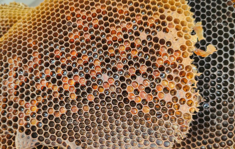 honeycomb with honey and pollen highlights, perfect shapes