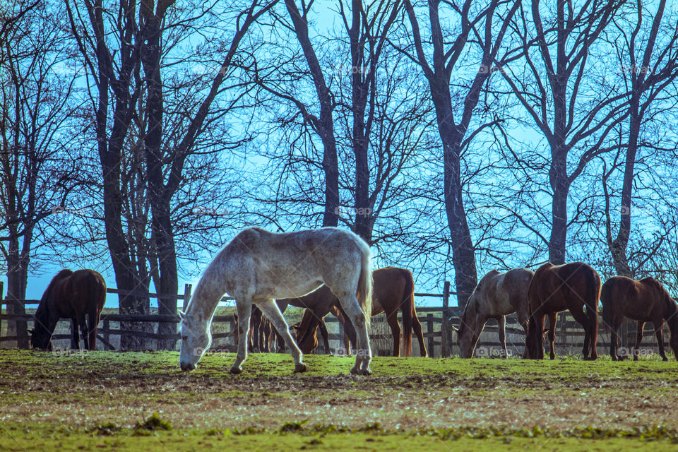 Horses at field