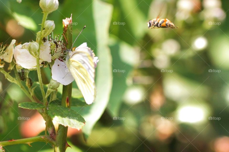 Flying Bee And Butterfly