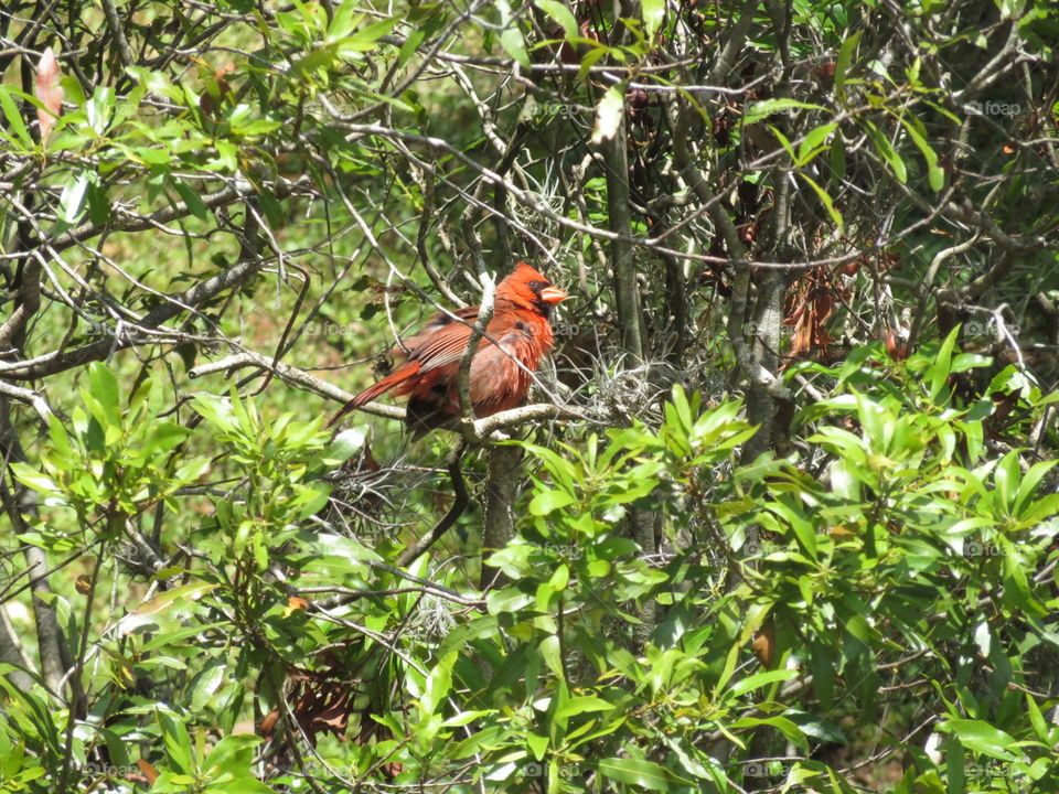 Red cardinals 