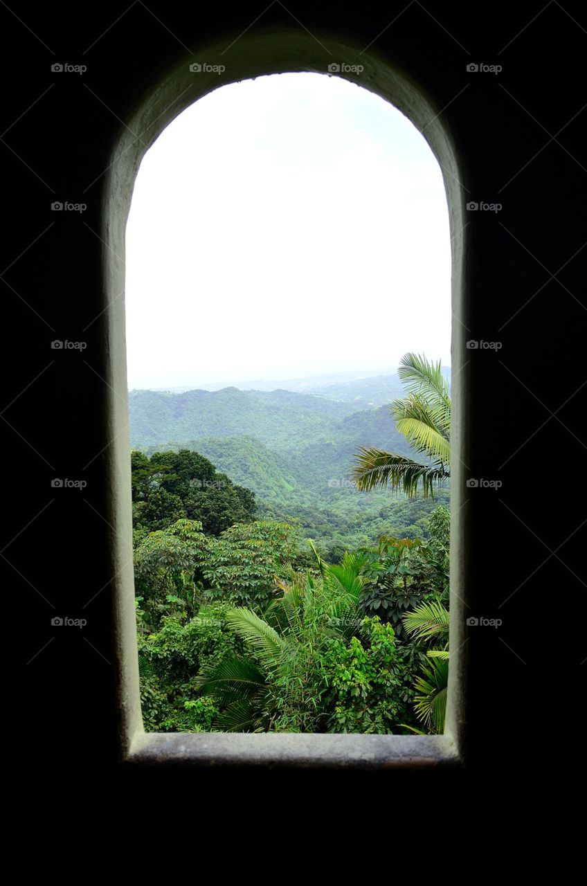 Rain forest seen through window