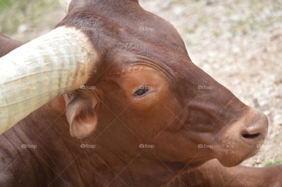 African cattle