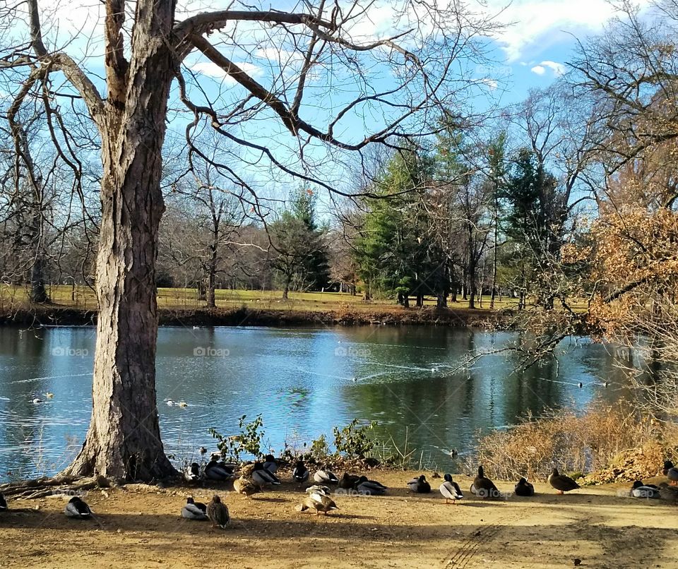 lake at the state hospital grounds