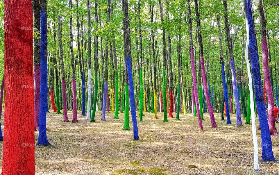 the forest with colors