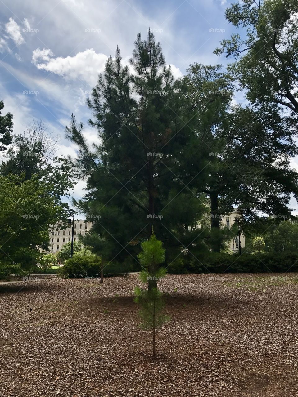 New generation of trees