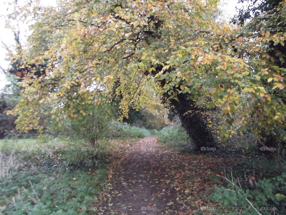 Autumn Walk