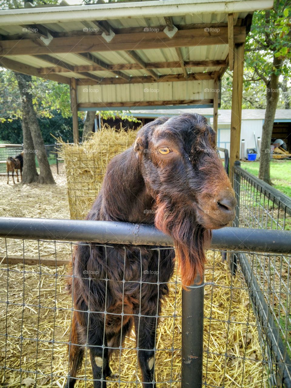 Bearded Goat