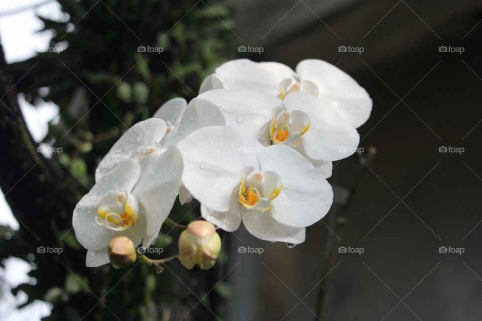 white Orchid