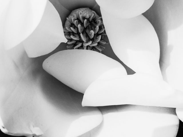 Virginia Magnolia. Magnolia, Georgia O'Keefe style 