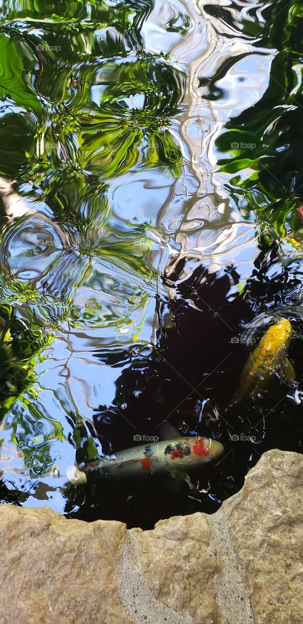 Reflecting blue skies in a warm pool while colorful fish are swimming and begging for their dinner