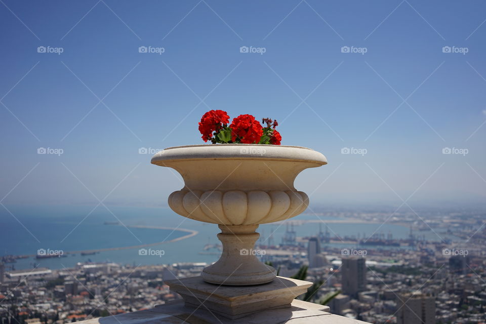 flowers with city of Haifa, Israel, as background