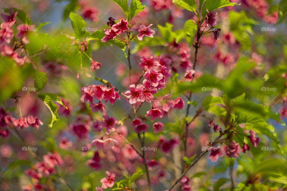 Beautiful Cherry blossom on the free blooming in the spring season.