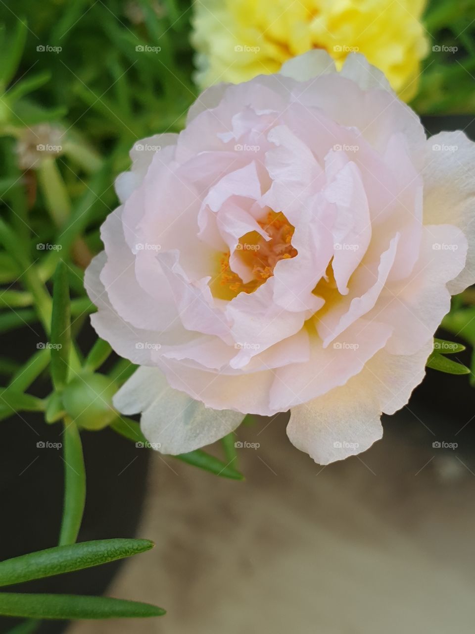 the portulaca grandiflora