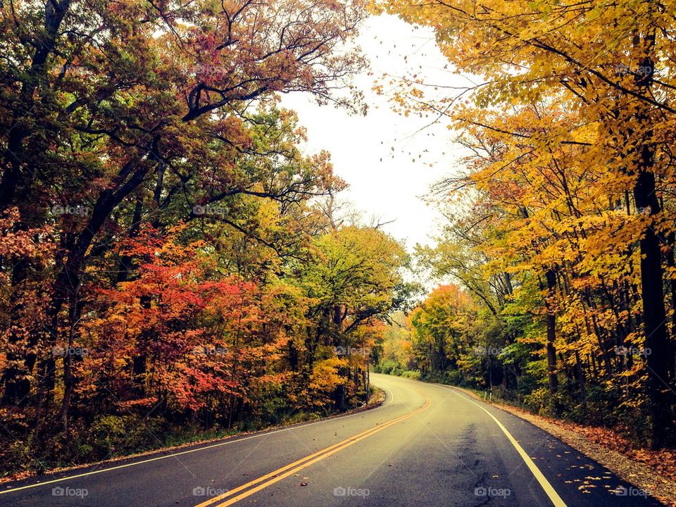 Empty road along with maple trees