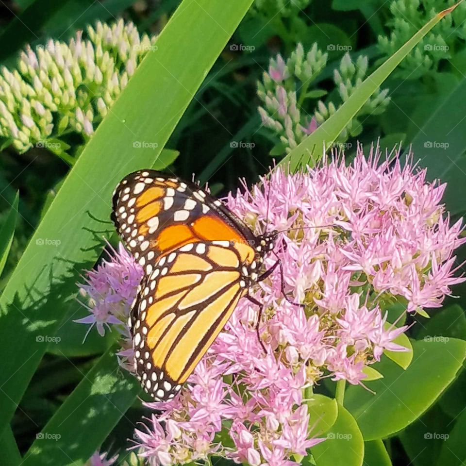 Monarch Butterfly collecting pollen from the pink milkweed