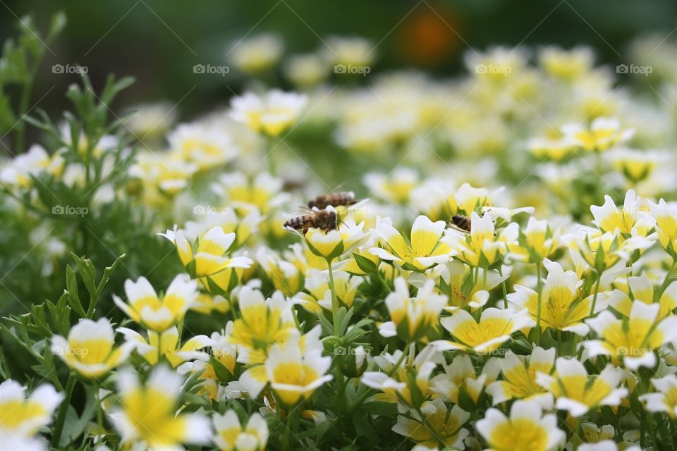 Limnanthes douglasii, 