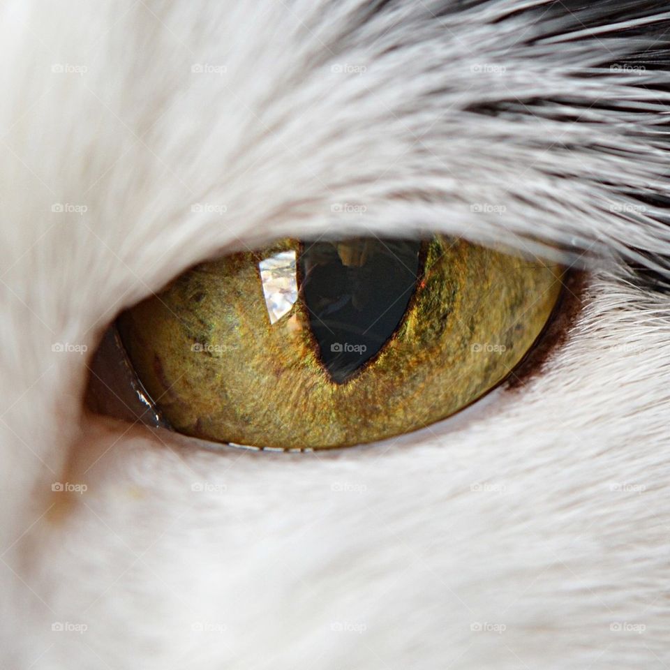 Cat eye