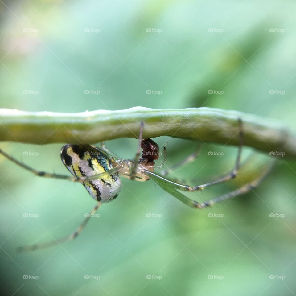 Spider upside down 