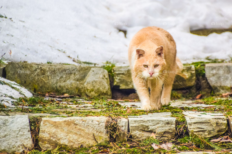 Portrait of a cat