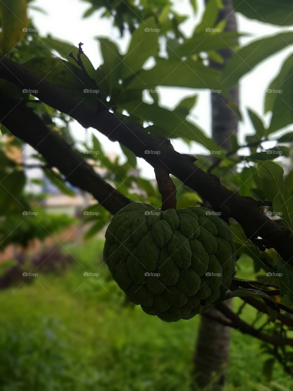 fruit in nature