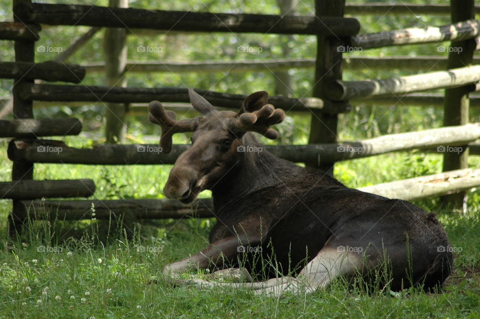 elk fence summer