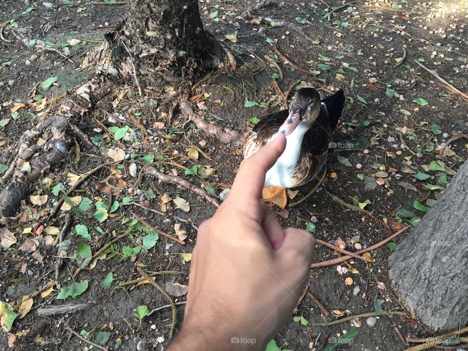 the hand of man on the beak of a duck