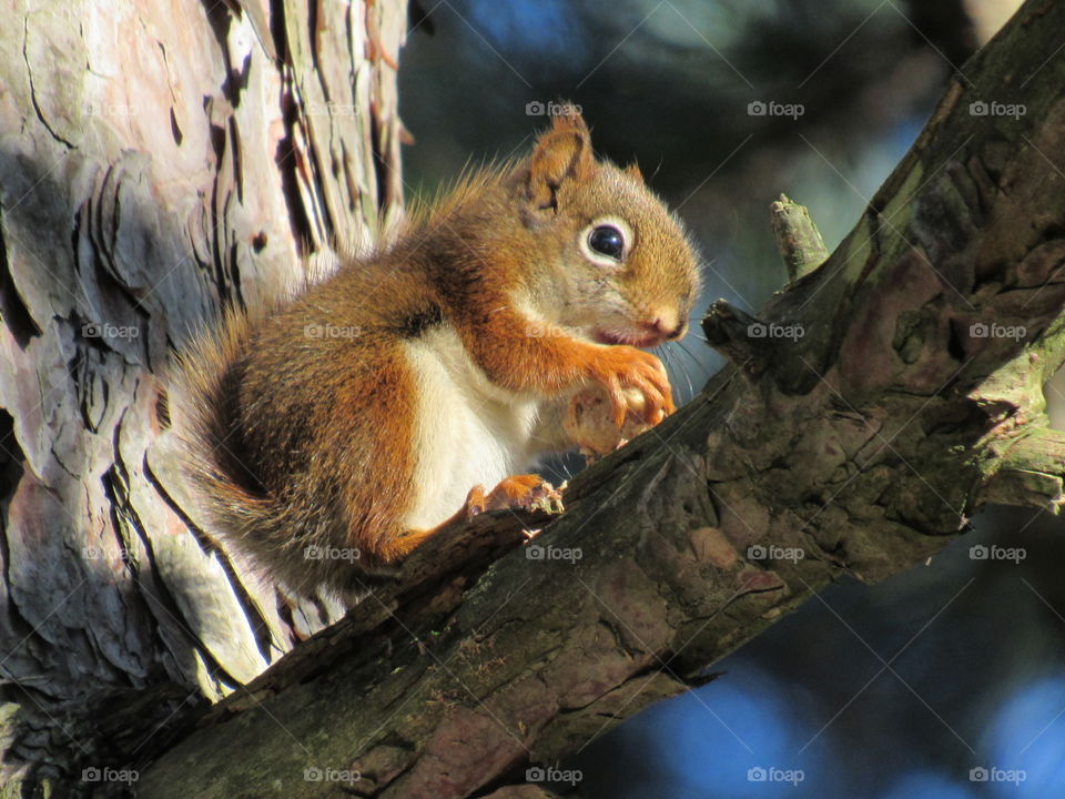 Juvenile squirrel eating in a tree.