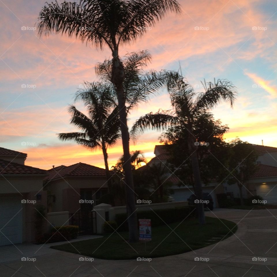 Palms at sunset