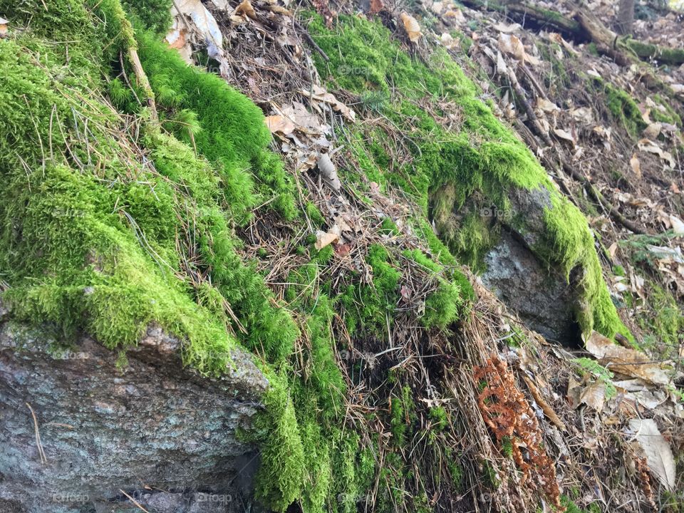 Moss on rock 