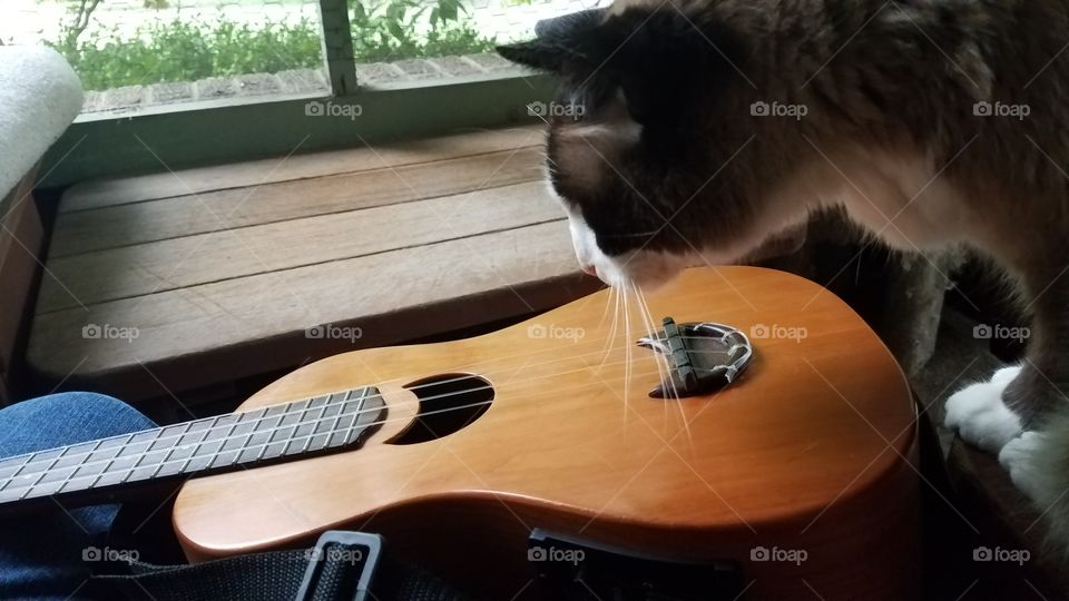 ukulele kitty