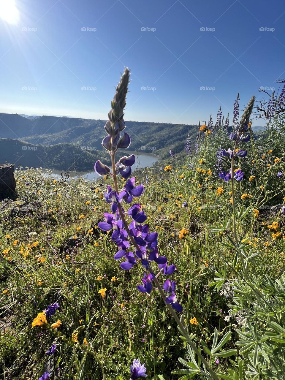 Lupine flower