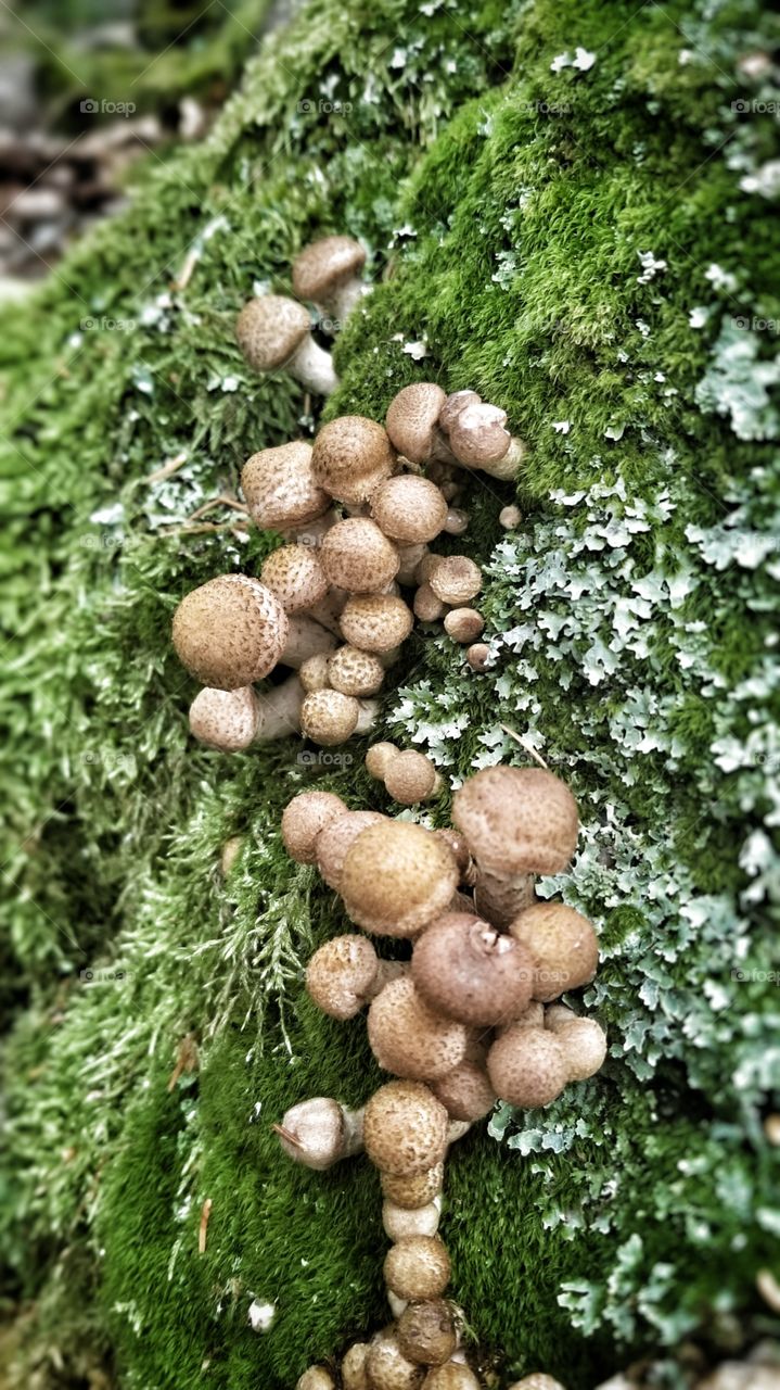 Mushrooms in a bed of moss. Boothbay Maine