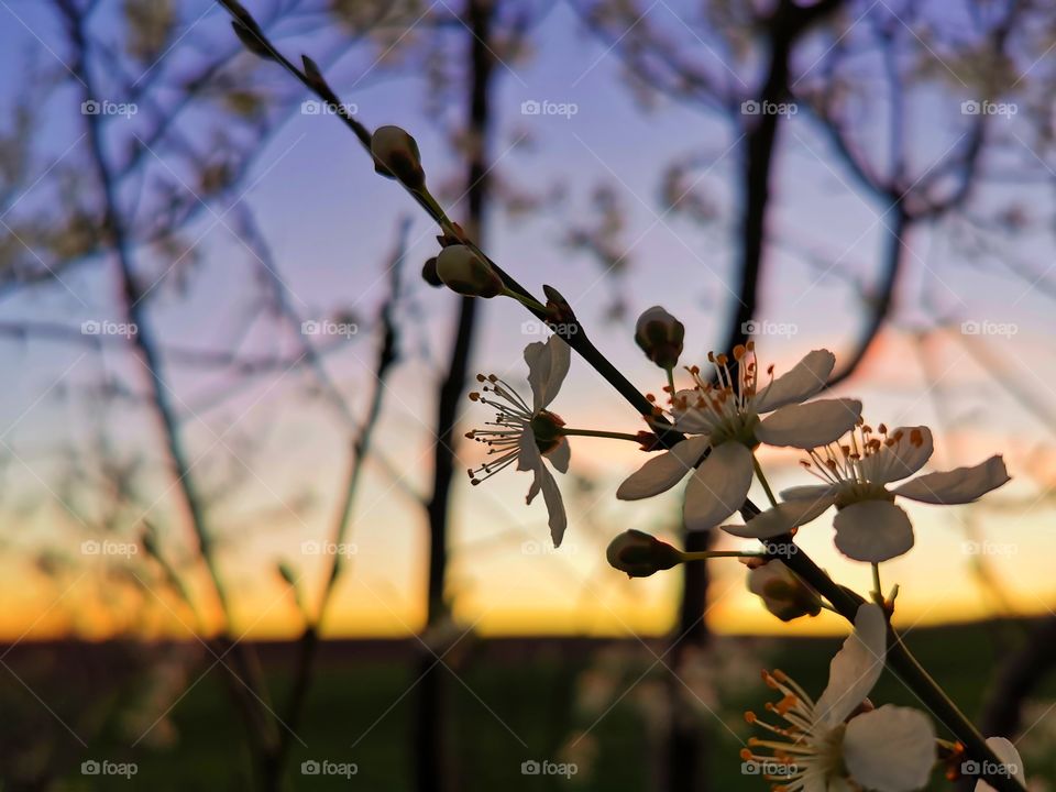 Golden hour and flowers, great combination