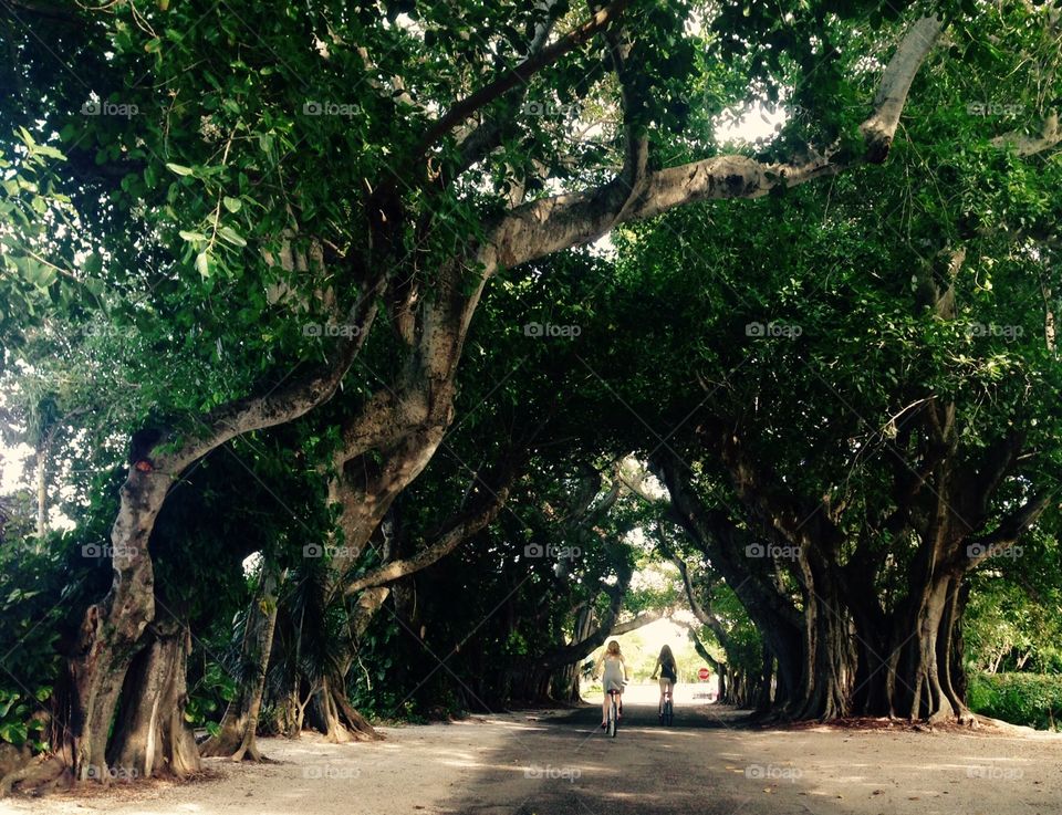 Banyon tree bike ride