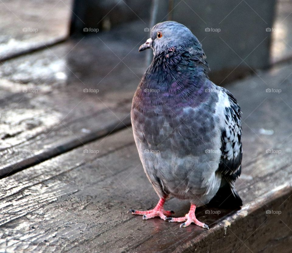 single street pigeon