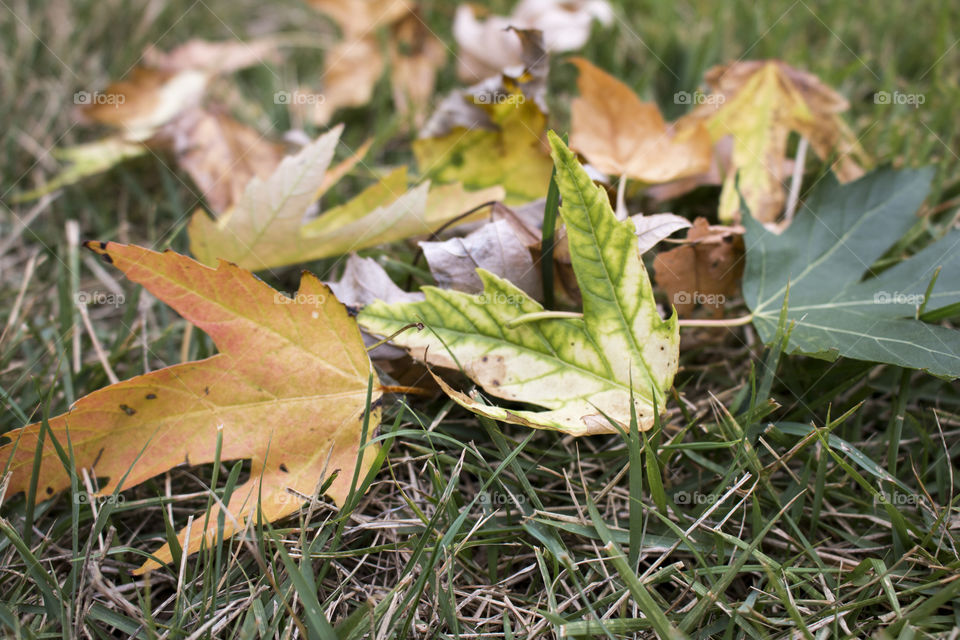 Autumn leaves