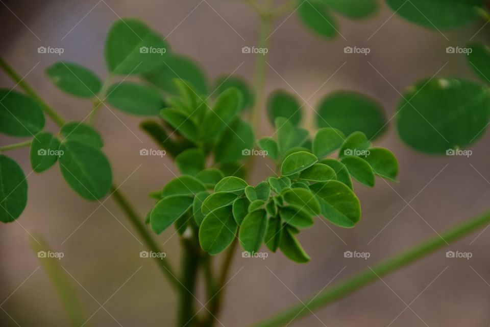 Fower white background 