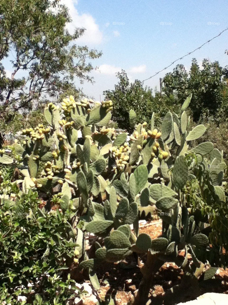 Cacti