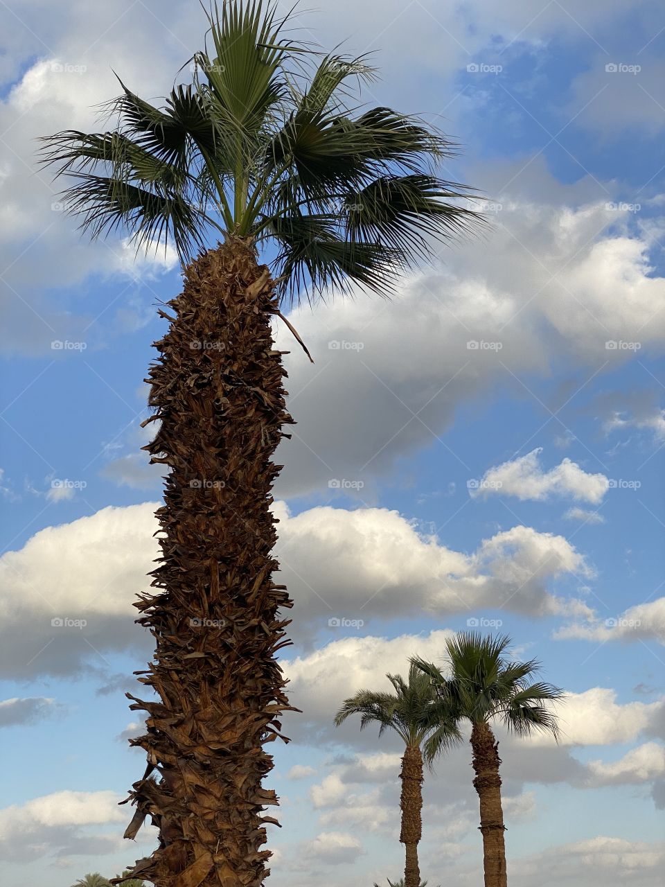 Natural landscape for the trees in a cloudy day