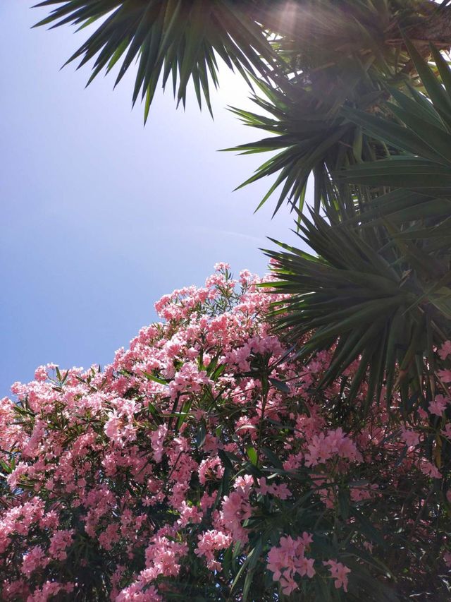 Flowers on the Sun