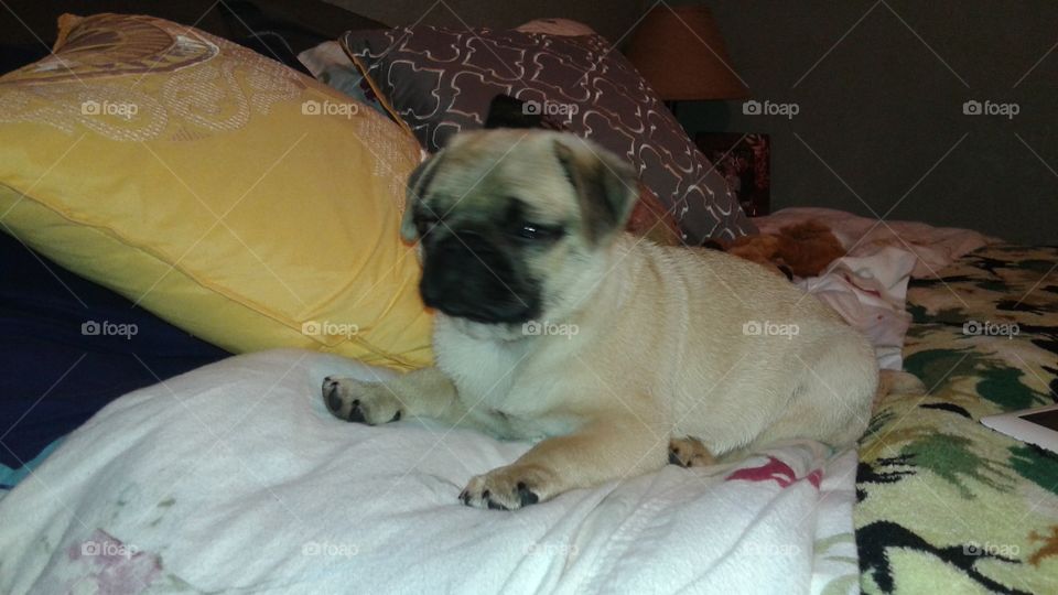 Dog, Pet, Mammal, Sleep, Portrait