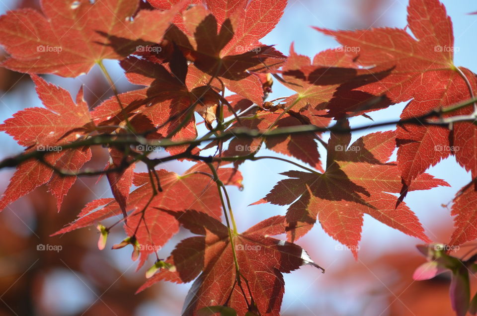 beautiful red leaves