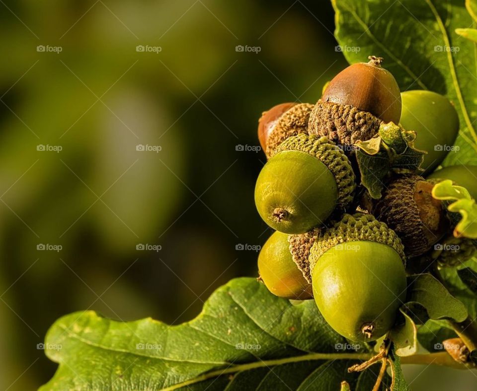 Природа Севера